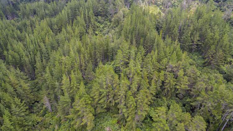 144 Pinehaven Road Pinehaven_11