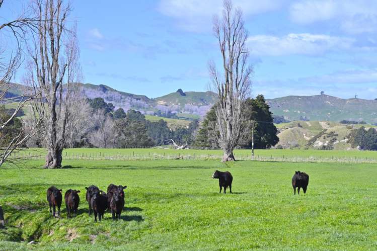 2152 Puketitiri Road Central Hawkes Bay Coastal_12