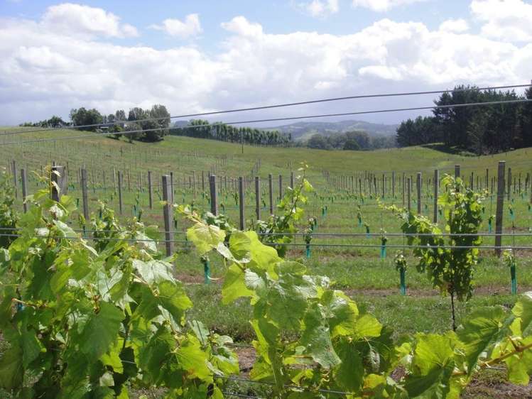 282 Lees Road Hahei_13