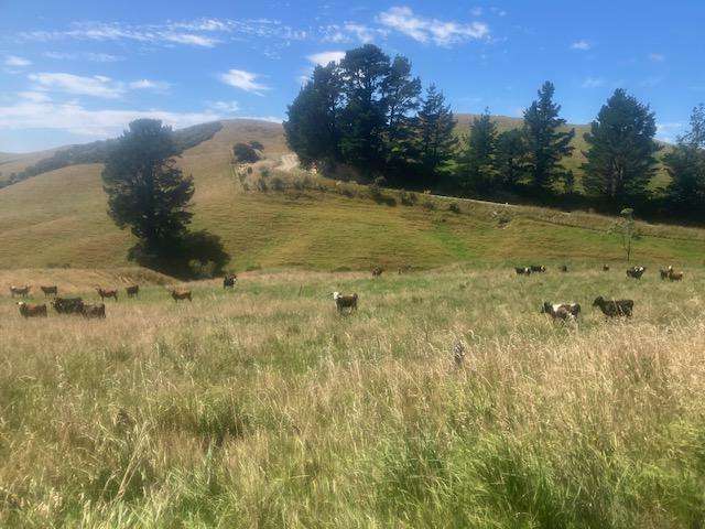 25 Mangamaire Road Dannevirke_3