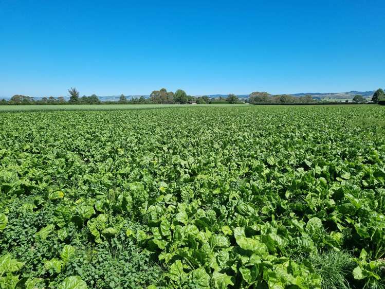 19-21 Cemetery Road Milton_7