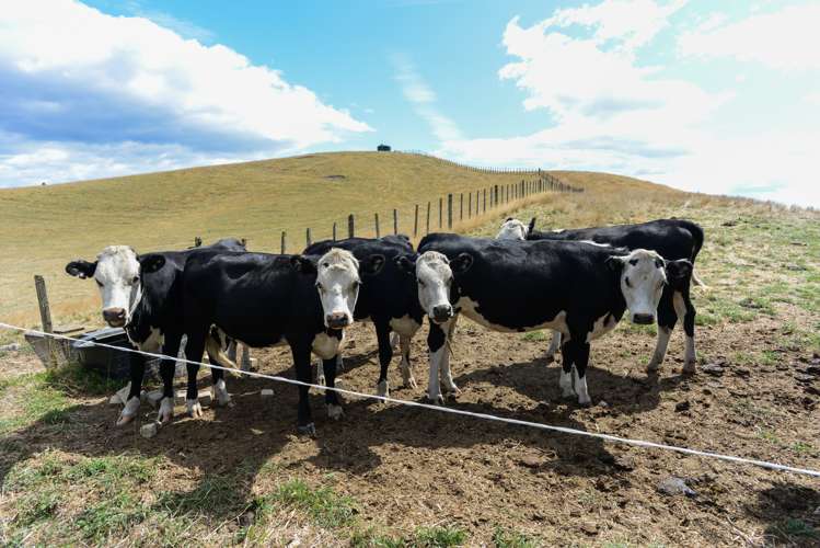 170 Matapiro Road Crownthorpe_18