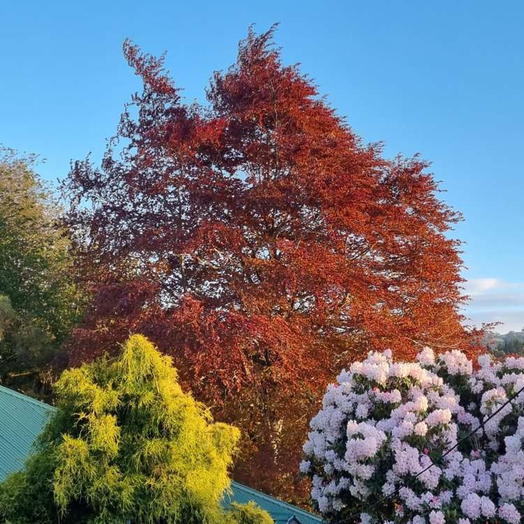 24 Braeview Crescent Maori Hill_28