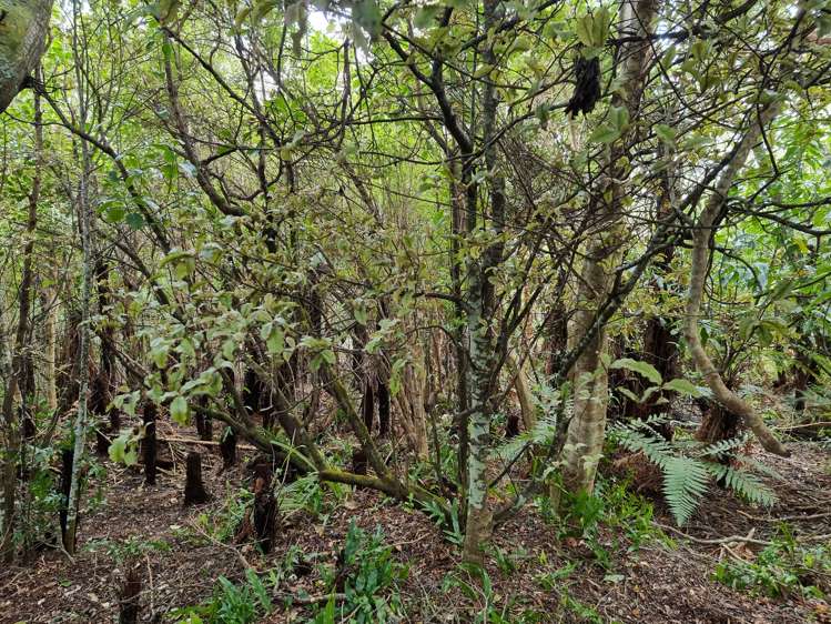 9 Traill Road Stewart Island/Rakiura_18