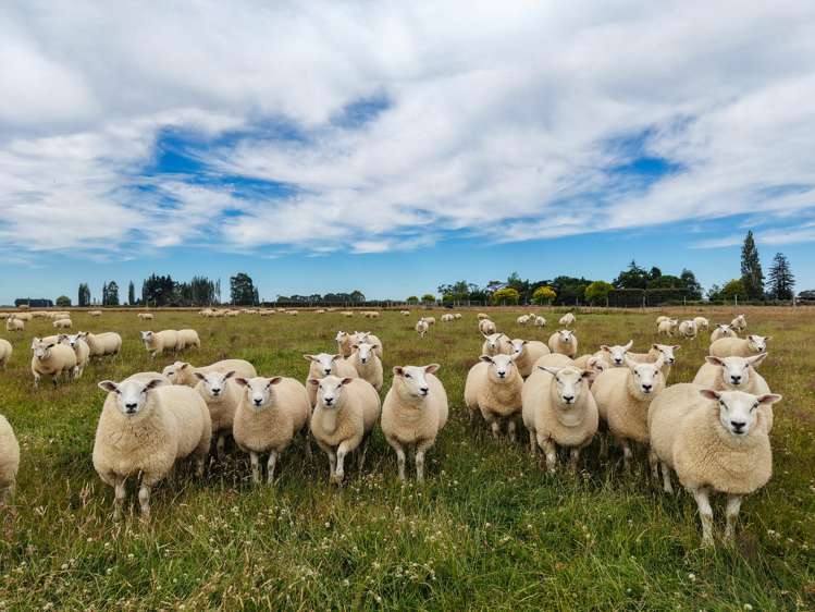 310 Drummond Oreti Road Oreti Plains_1