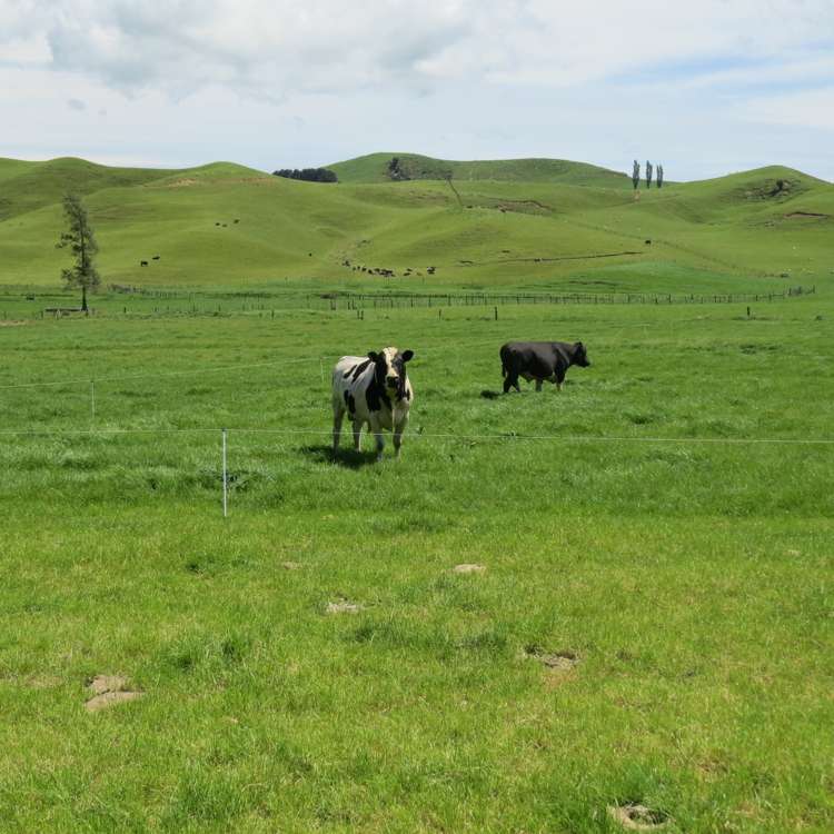 Kahuwera Road Piopio_18