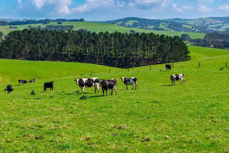 3902 State Highway 12 Dargaville_12