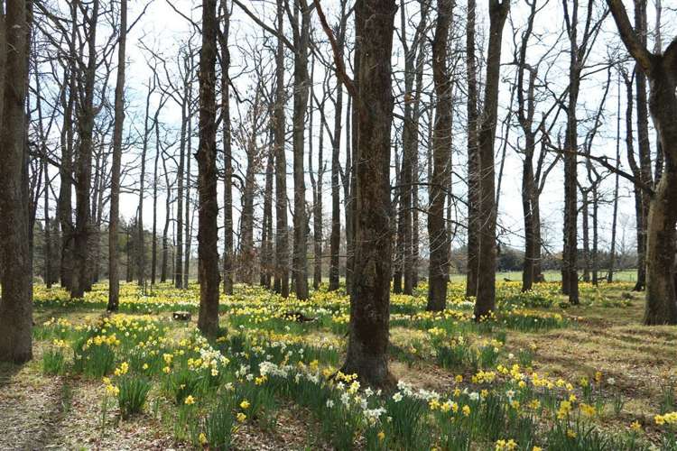 33 Cadman Street Cheviot_20