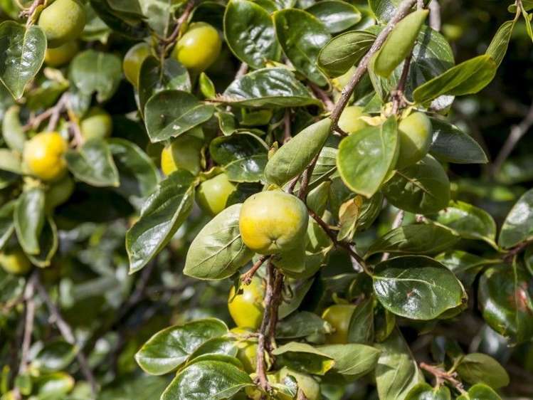 72 Puriri Valley Road Puriri_31