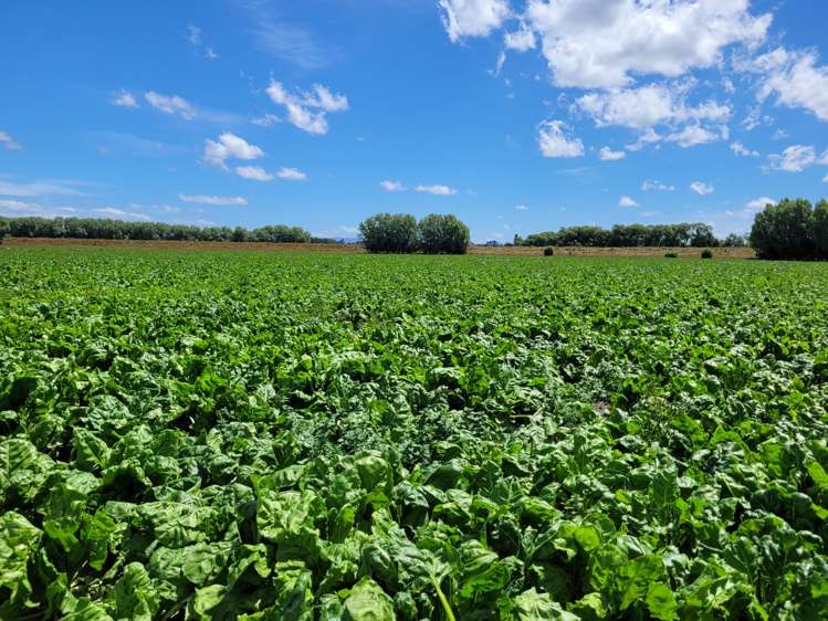 236 Telegraph Road Inch Clutha_19