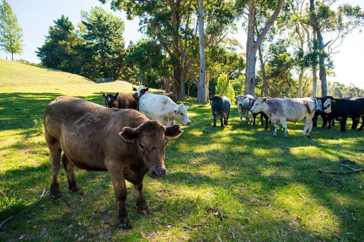 559 Wainui Road Kaiti_2