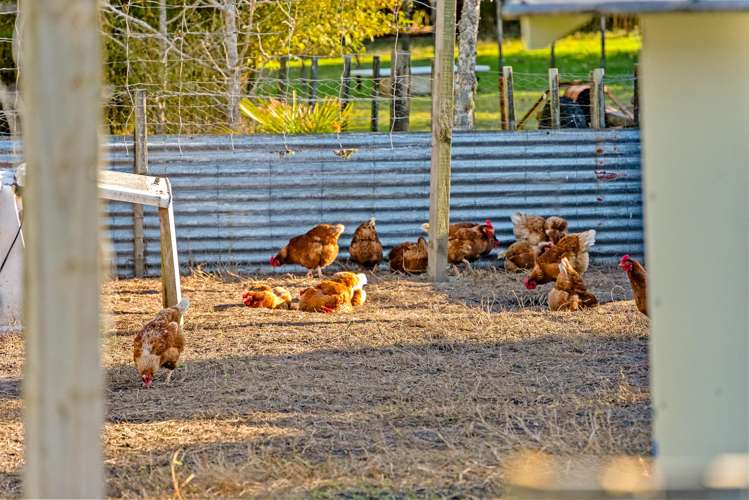 202 Muriwai Valley Road Muriwai_19