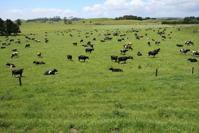 LARGER TARIKI / RATAPIKO DAIRY FARM