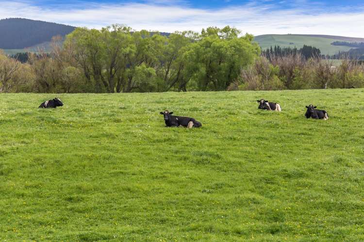 1166 Scargill Valley Road Scargill_8