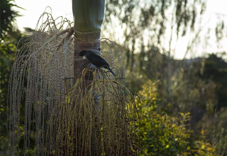 7 Kowhai Place Pukekohe_17