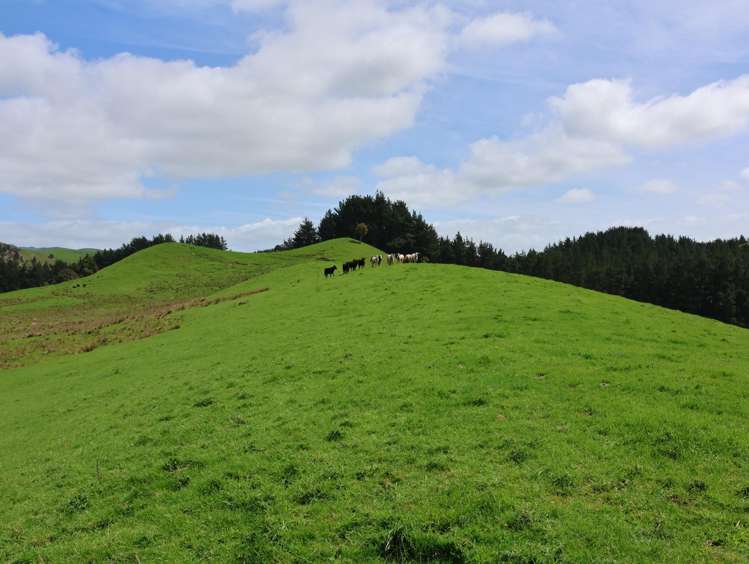 98 Millstream Road Dannevirke_21