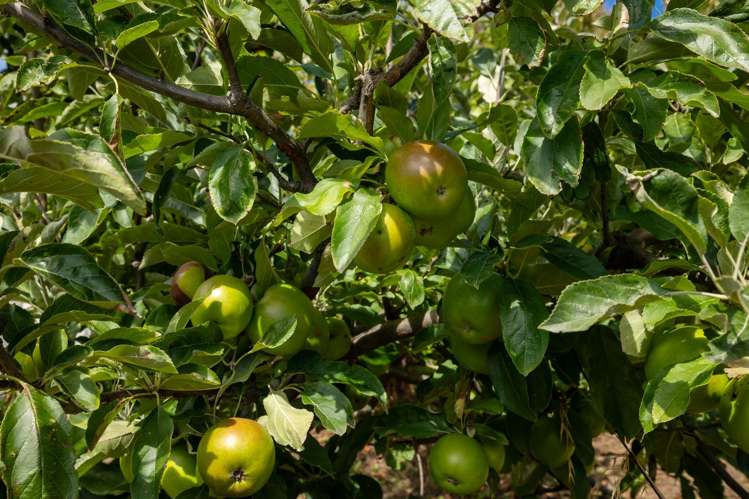 711c Cable Bay Road Hira_35