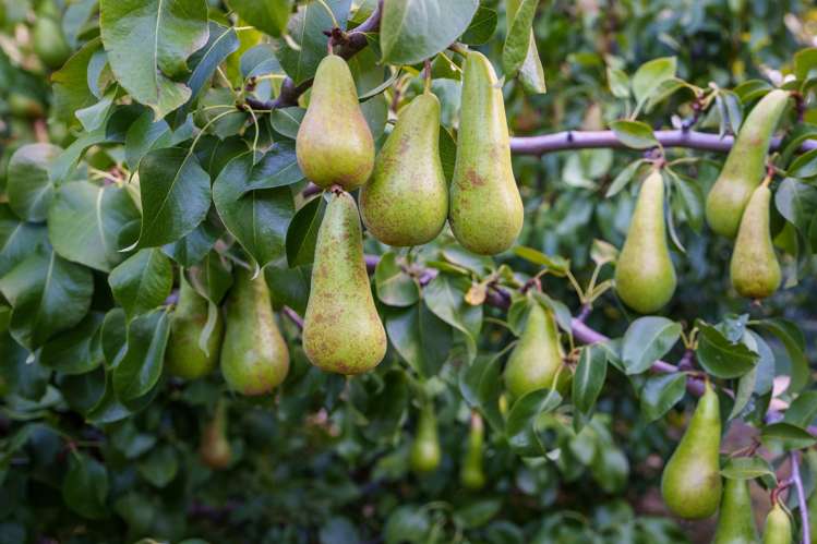 337 Beacon Point Road Wanaka_11