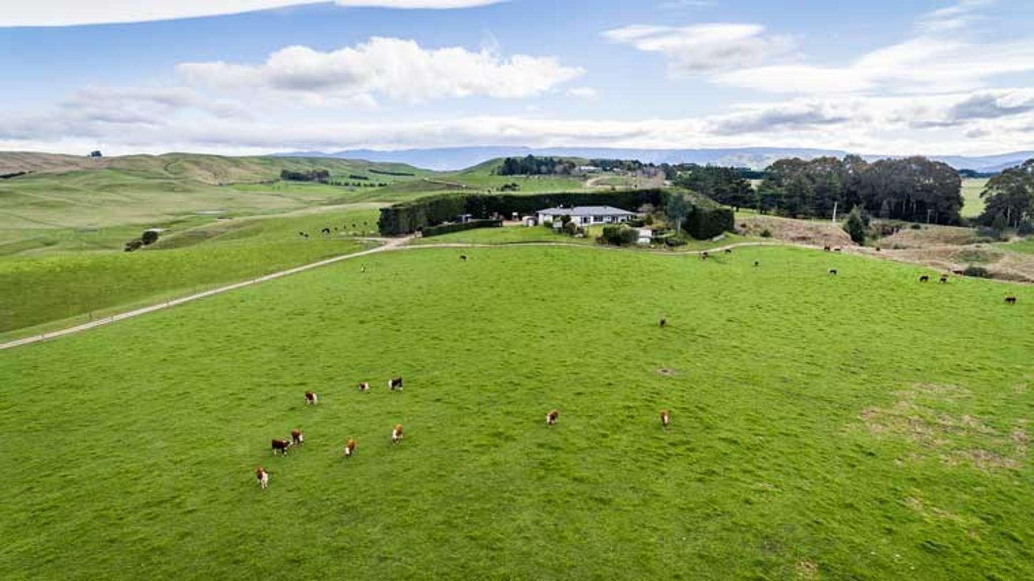 Quality beef grazing and finishing farm