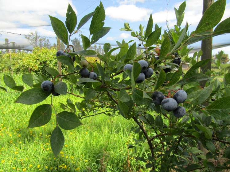 549a Seddon Road Gordonton_13