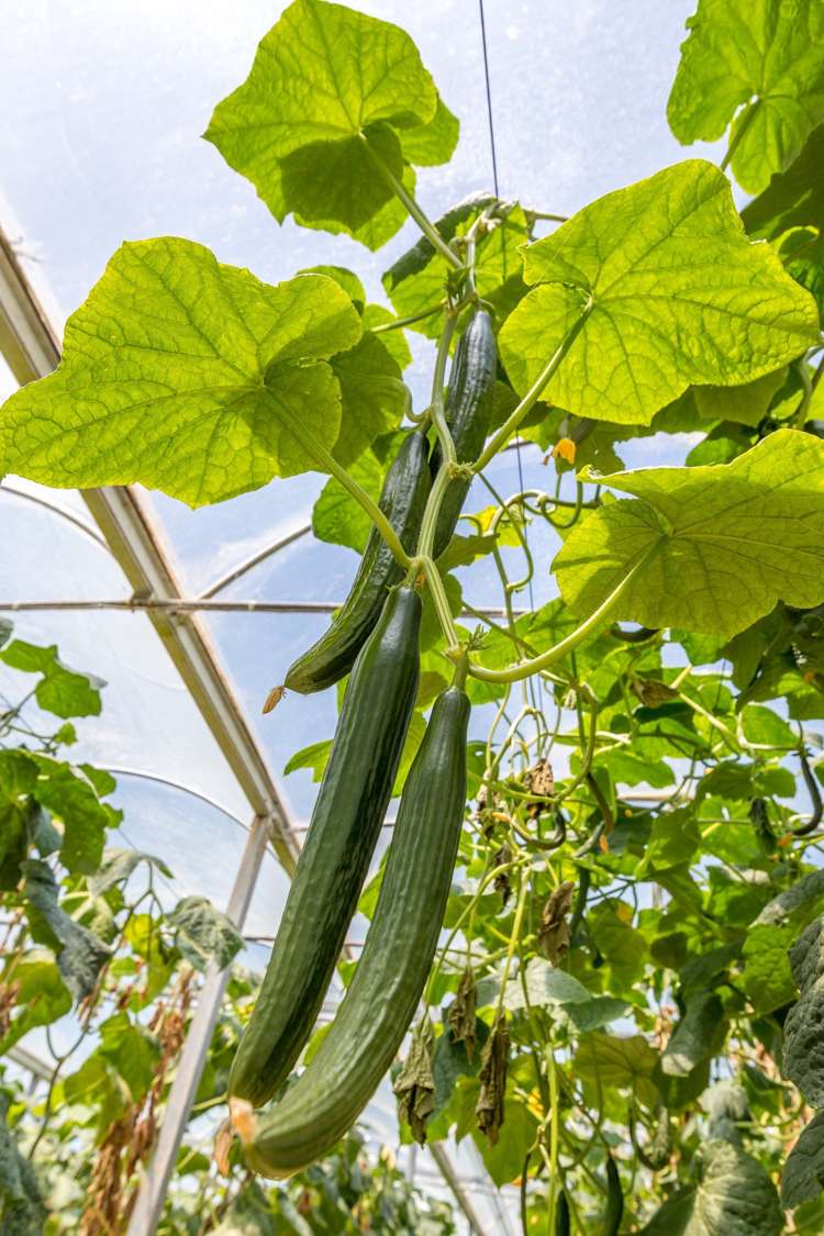 379 Razorback Road Pokeno_14