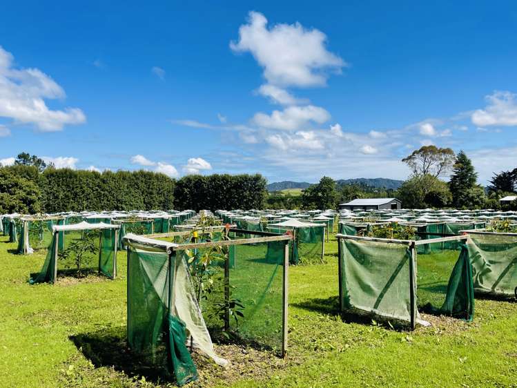 792a No 2 Road Te Ranga_19