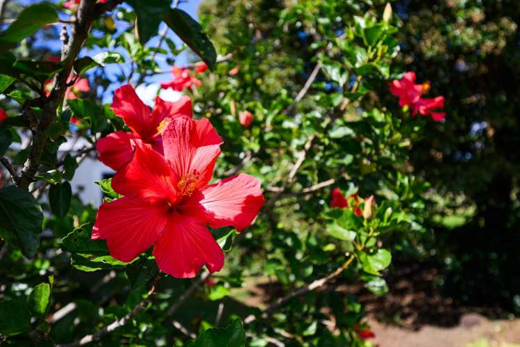 1528 State Highway 14 Maungatapere_24