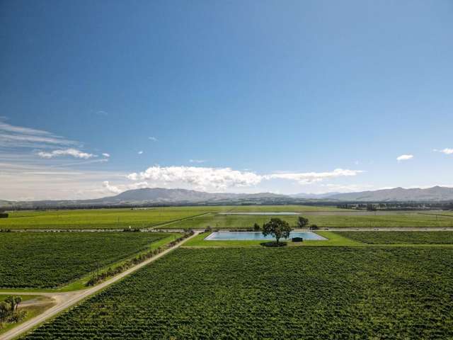 Mixed Varietal Vineyard With Scale