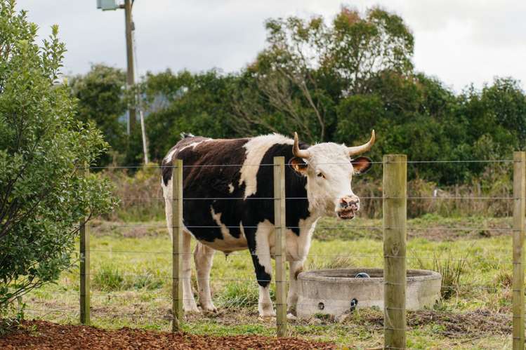 22 Twining Road Mangatawhiri_6