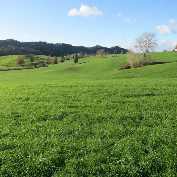 Waitomo Caves Road Waitomo_18