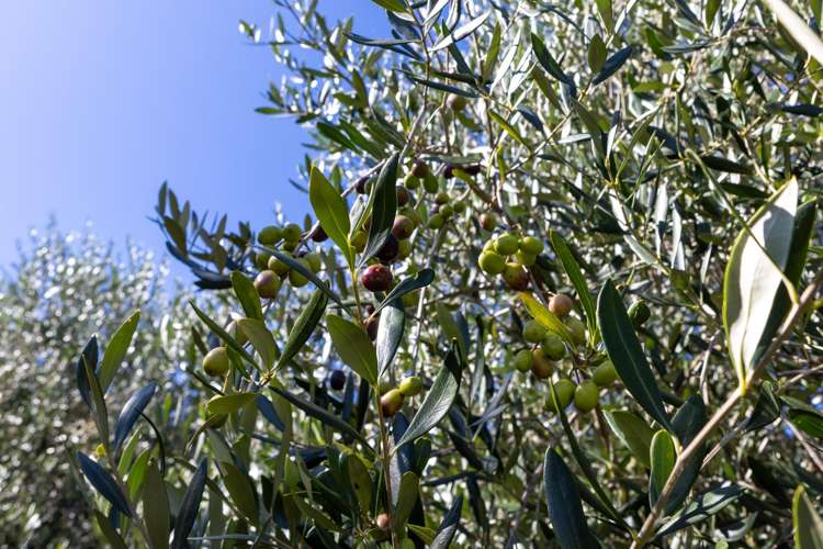 32 Ara Lane Kerikeri_43