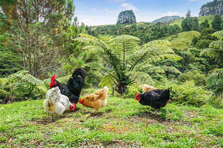 133 Waipa Heights Road Ngaruawahia_17