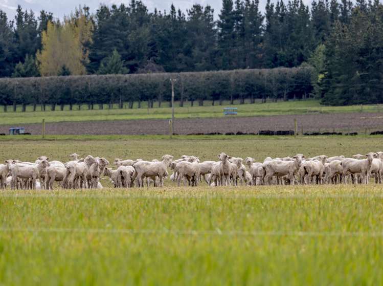 Hawarden Waikari Road Waikari_18