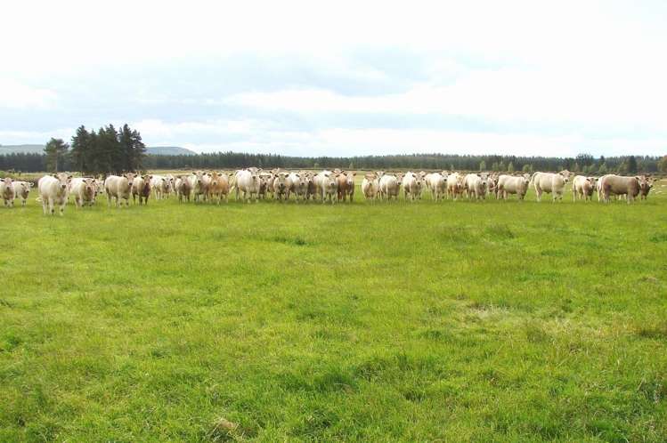 389 Mckenzie Road Winton Surrounds_0