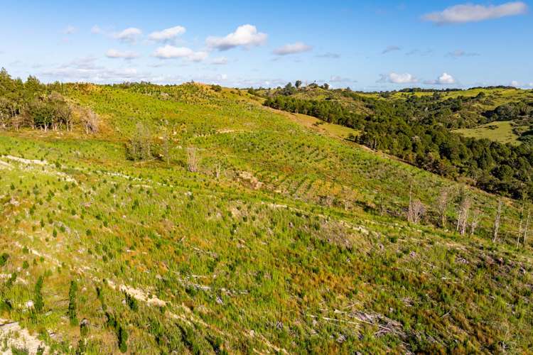 Bull Road Paparoa_10