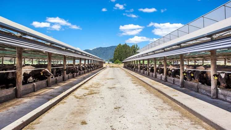 128 Mangamutu Road Murupara Surrounds_5