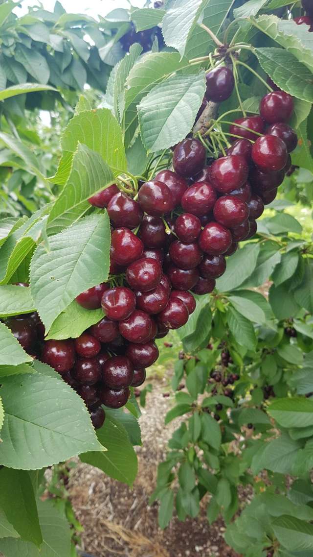 41 Mount Pisa Road Mount Pisa_3