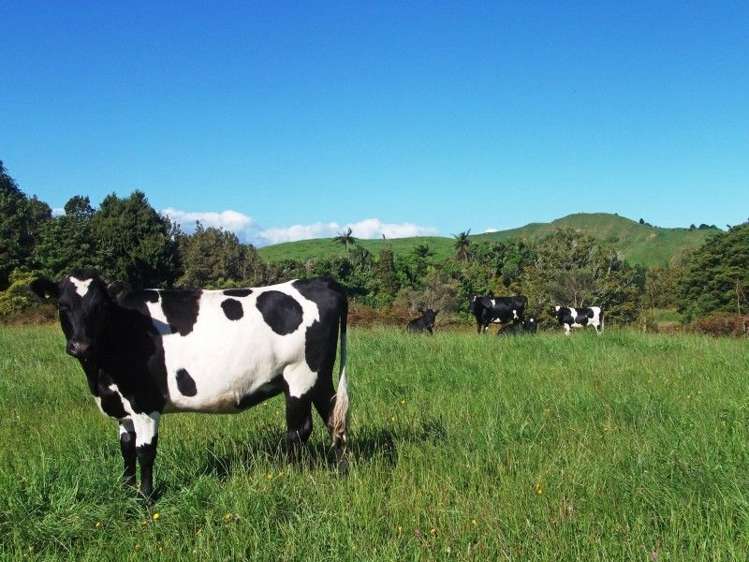 446 Stanley Road Te Popo_42