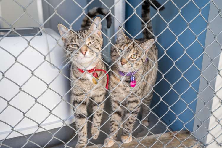 138 White Road Hope_20