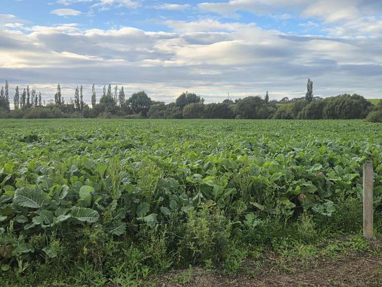 Alma-Maheno Road Maheno_12