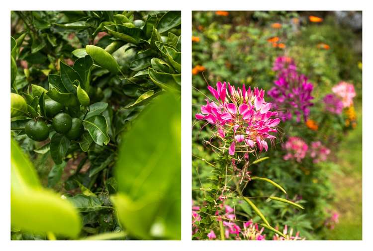 4a Rata Street Waihi_18