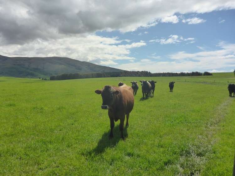 902 Moa Flat Road Ettrick_16