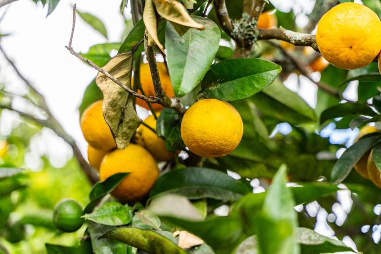 174 Whatitiri Road Maungatapere_27