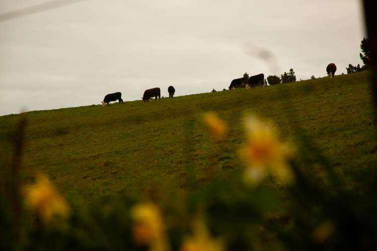 129 Ara-Kotinga Whitford_11