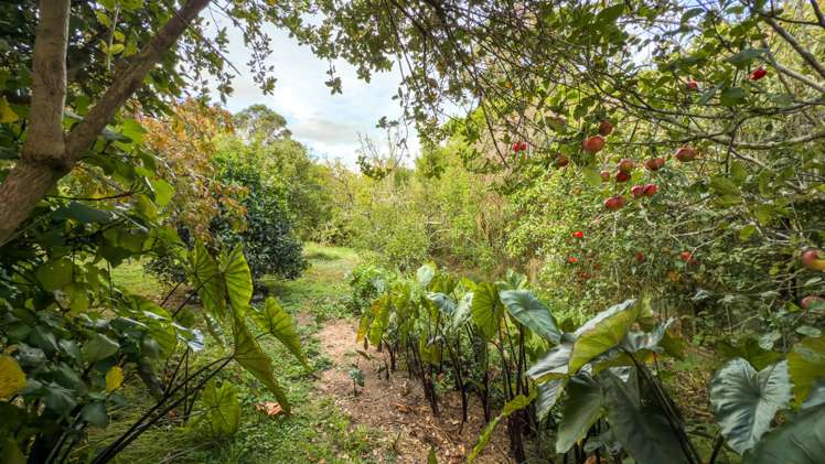 15 Mangotahi Road Thames_21