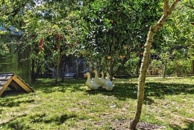 32 Maui Pomare Road Nikau Valley_40