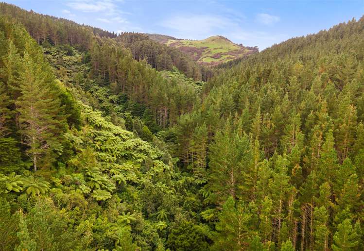 Waitete Road Waihi_4