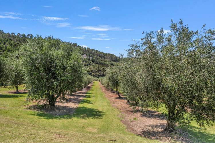 79 Leccino Valley Road Mangonui_28