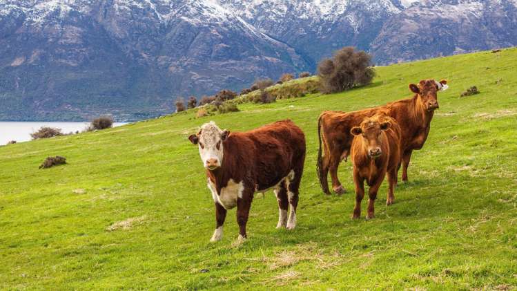 Cecil Peak Station Queenstown_25