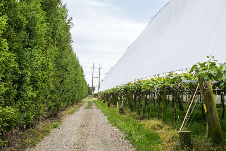 187 Western Drain Road Edgecumbe_13